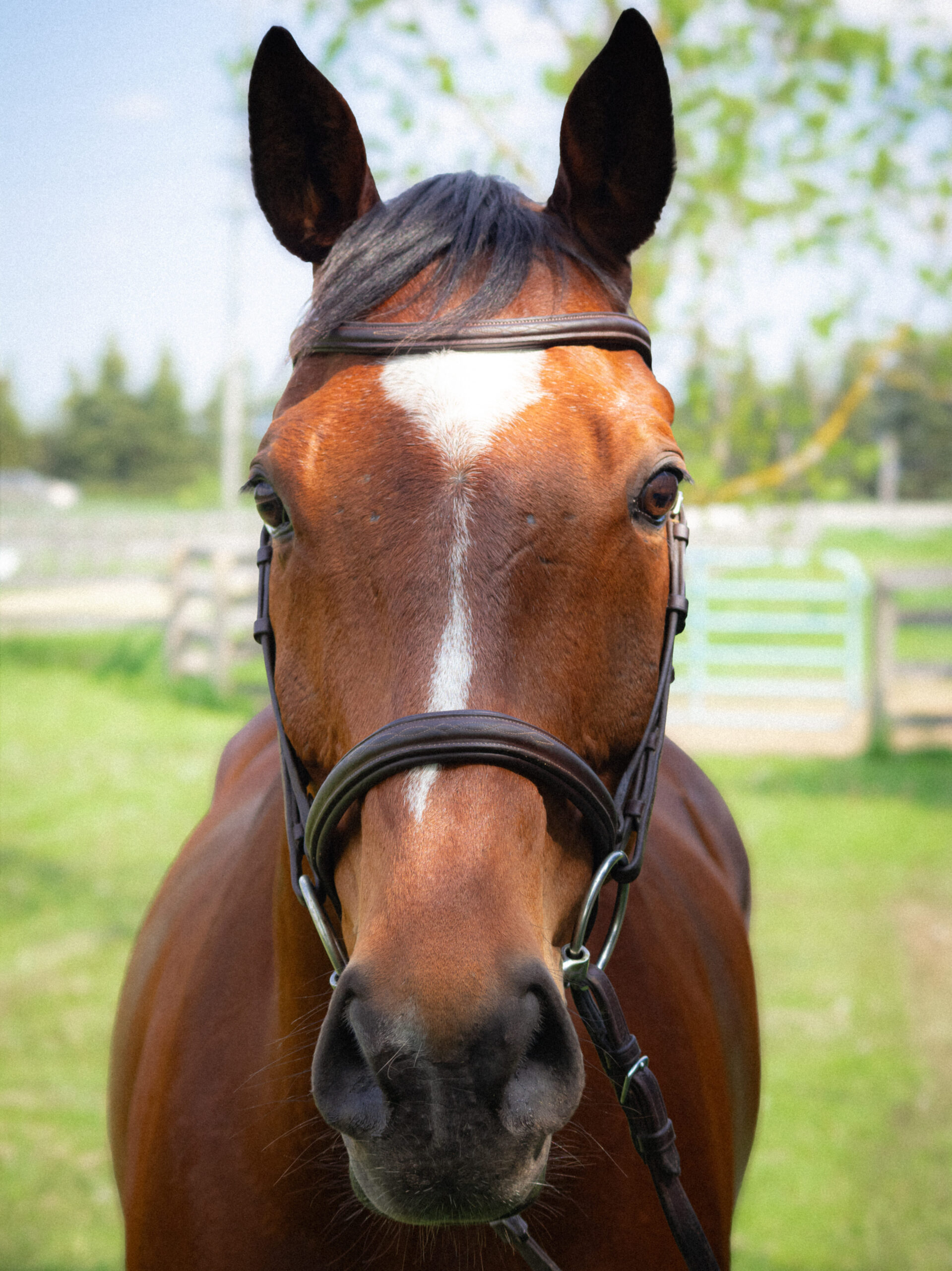 Bay horse standing in a field, looking at camera