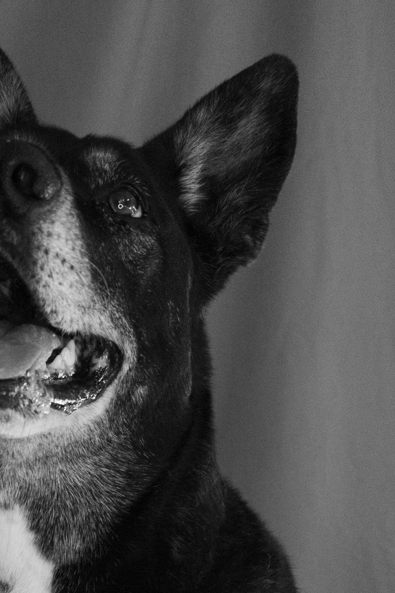 Black & White close-up dog photo